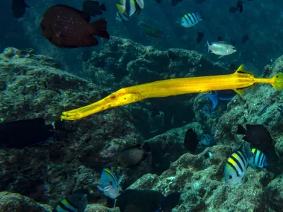 trumpetfish boracay