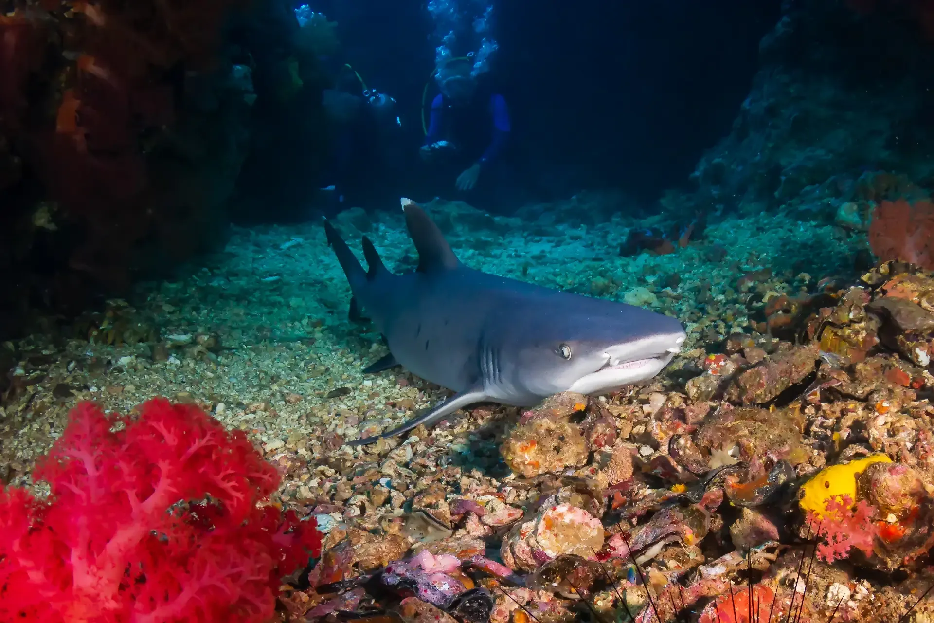 white tip reef shark boracay
