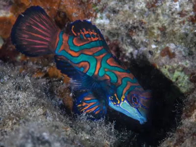 night diving boracay mandarin fish