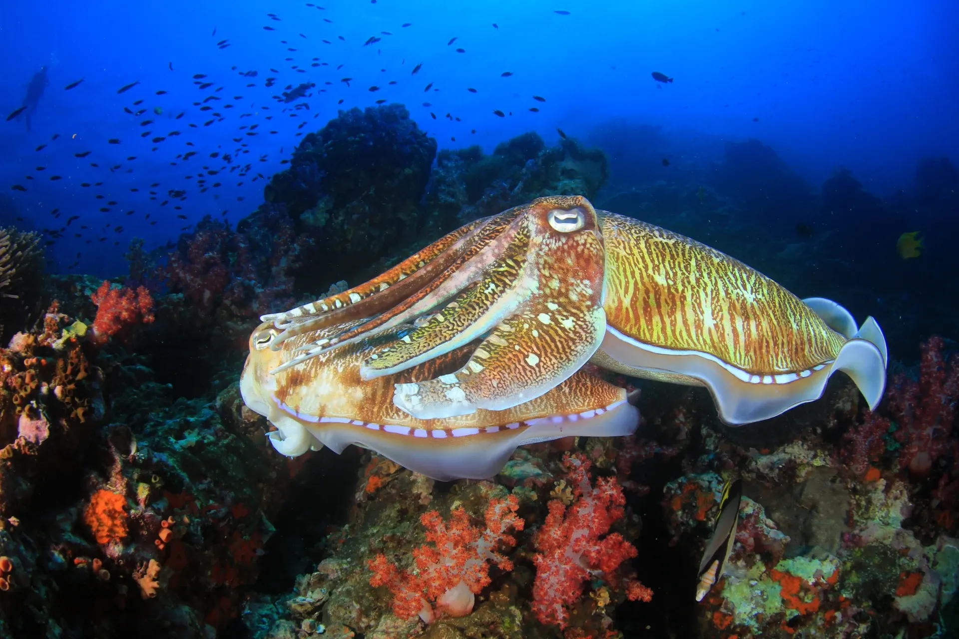 cuttlefish phillipines