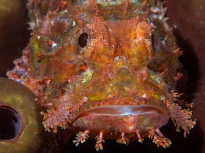scorpionfish