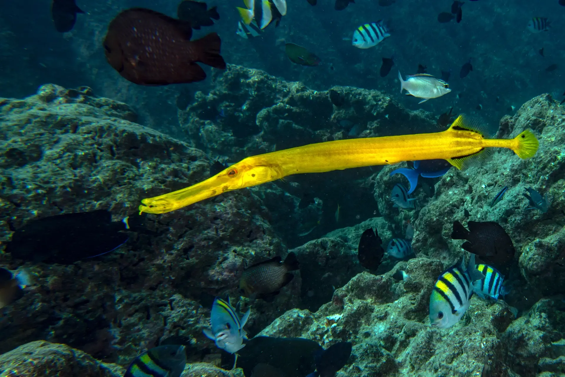 trumpetfish boracay