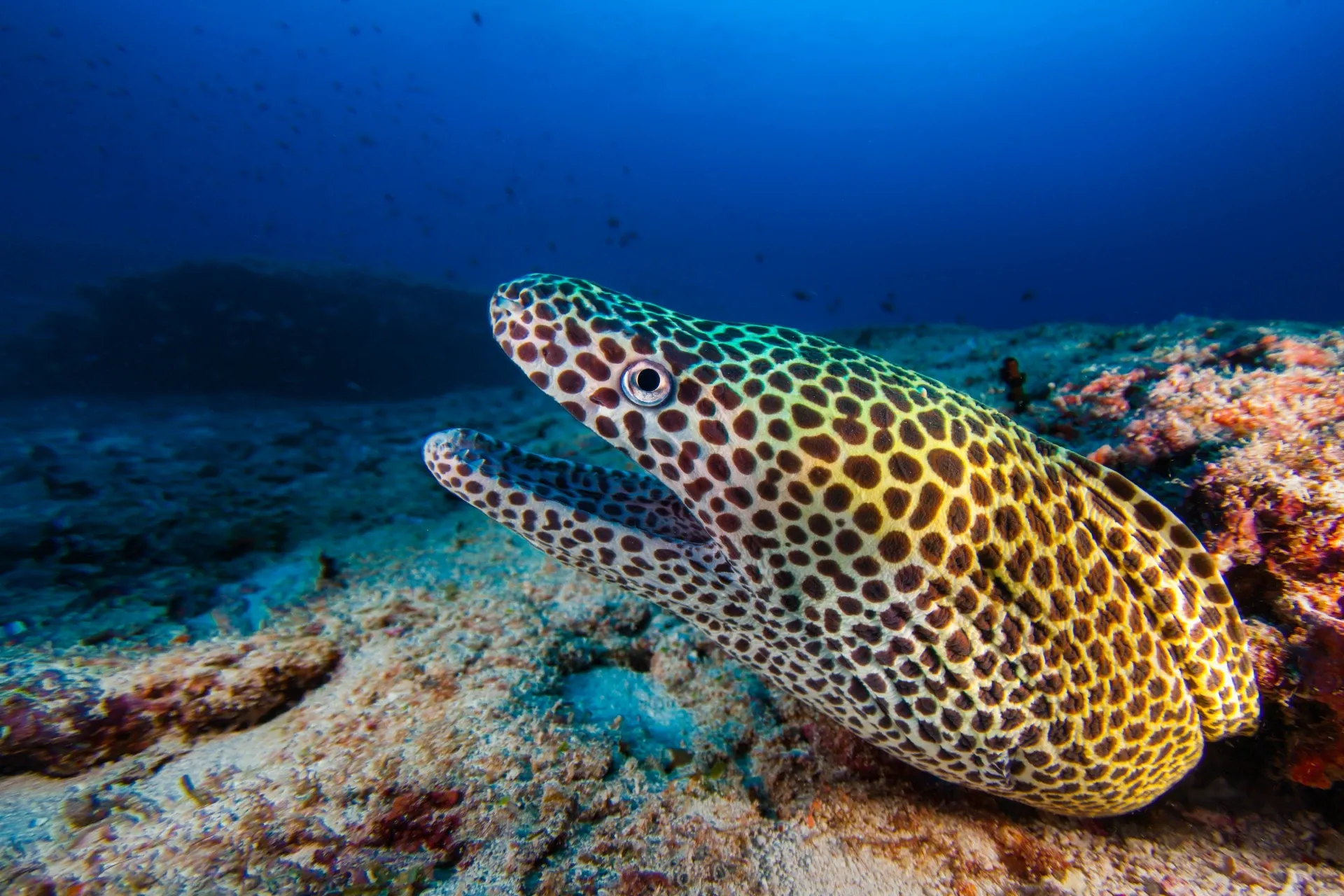 moray eel boracay