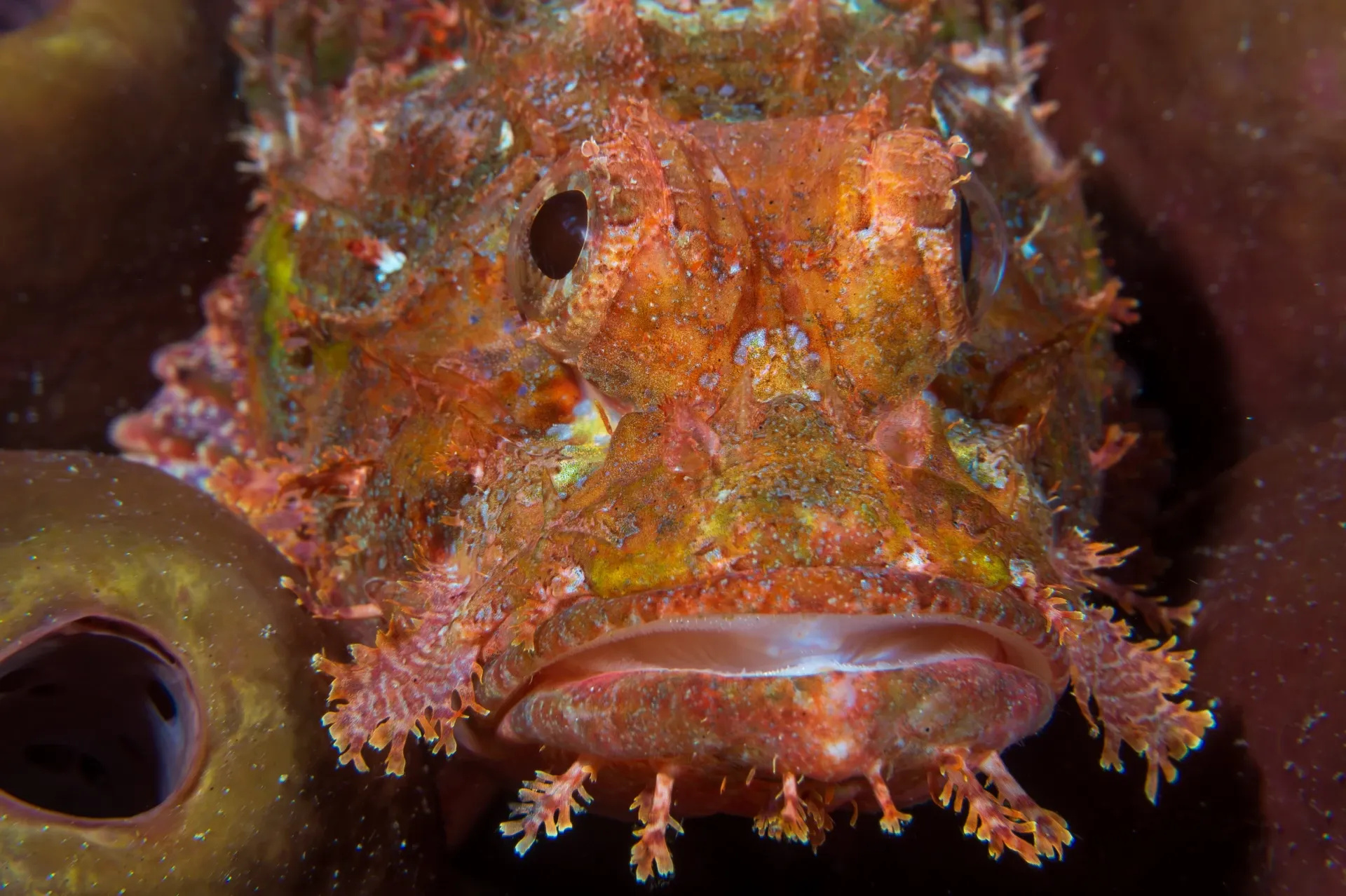 scorpionfish