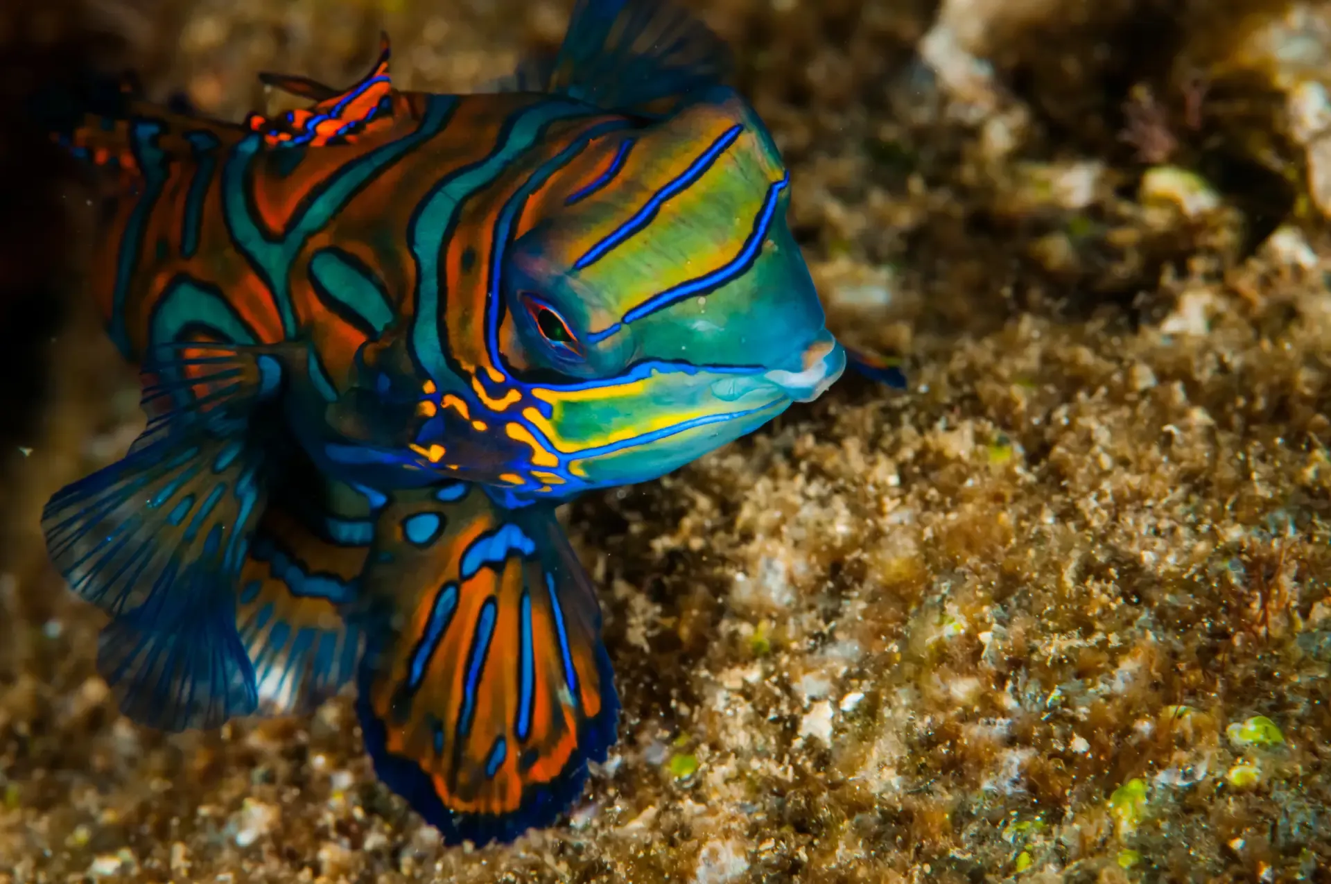 mandarinfish Boracay