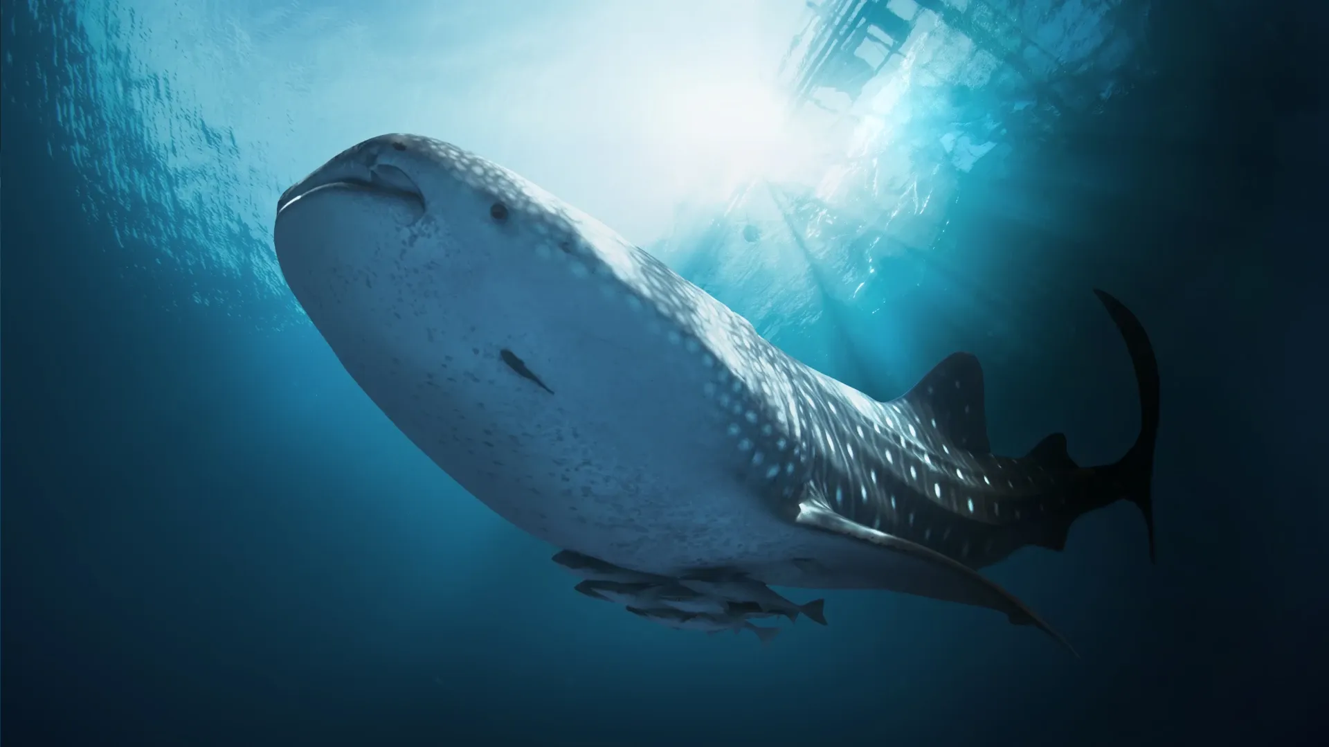 whale sharks in boracay