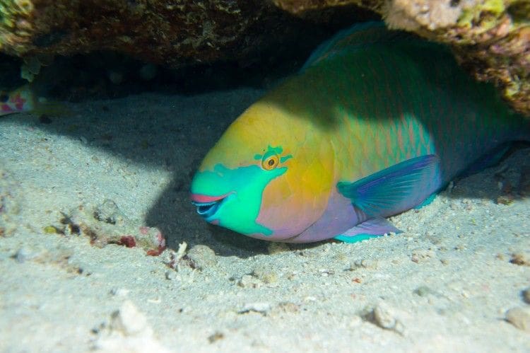 parrotfish philippines