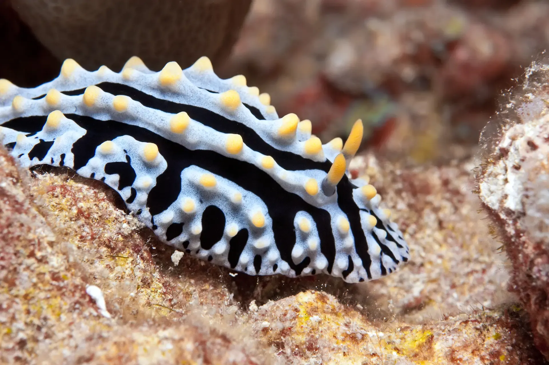 scrambled egg nudibranch philippines