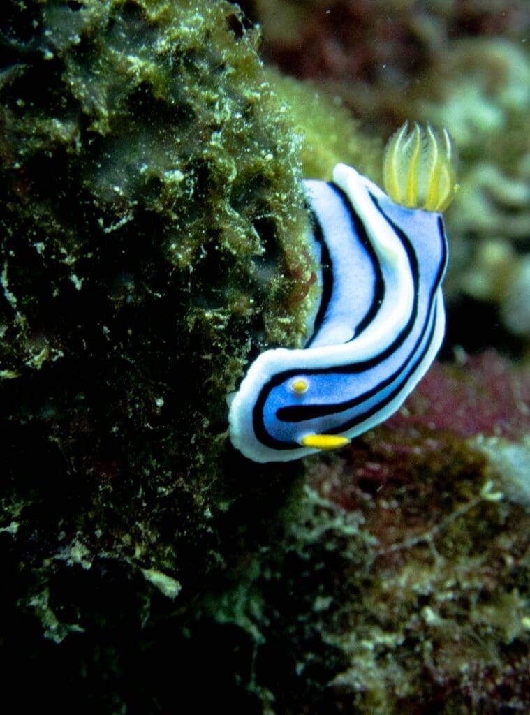 05/12/2025 Dive Log - FRIDAY’S REEF