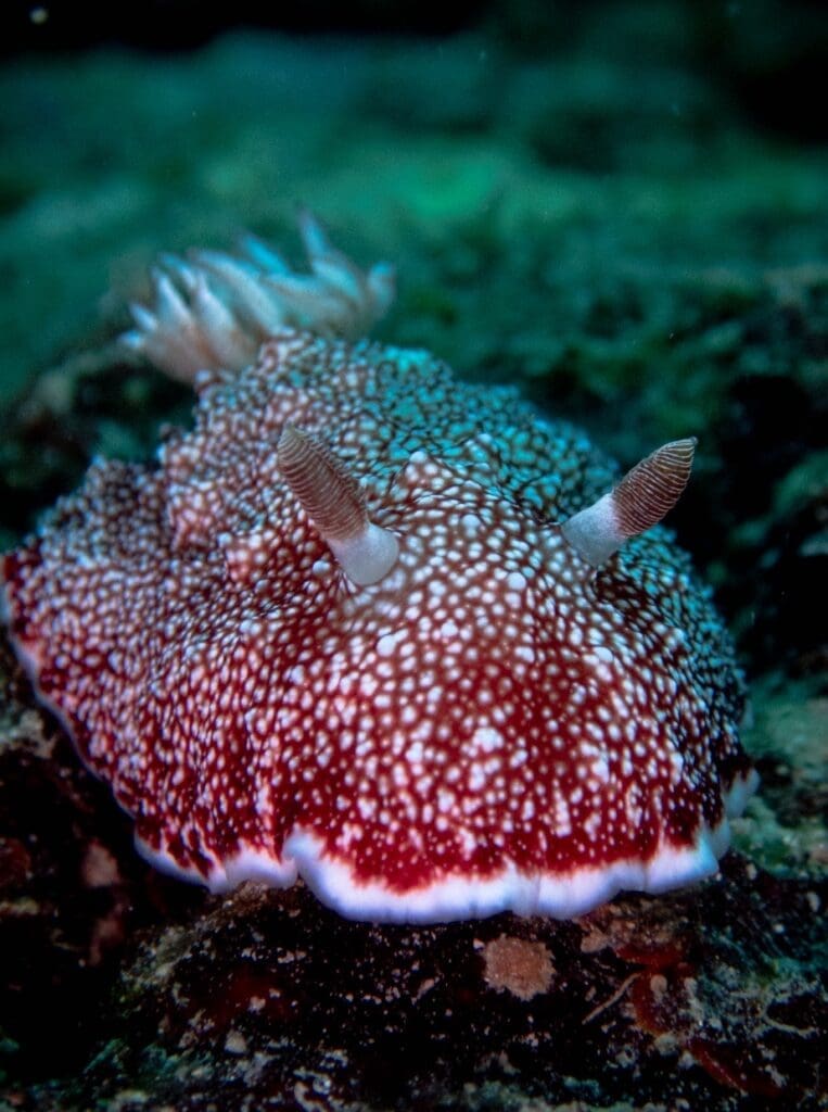 06/07/2025 Dive Log - LOBSTER ROCK