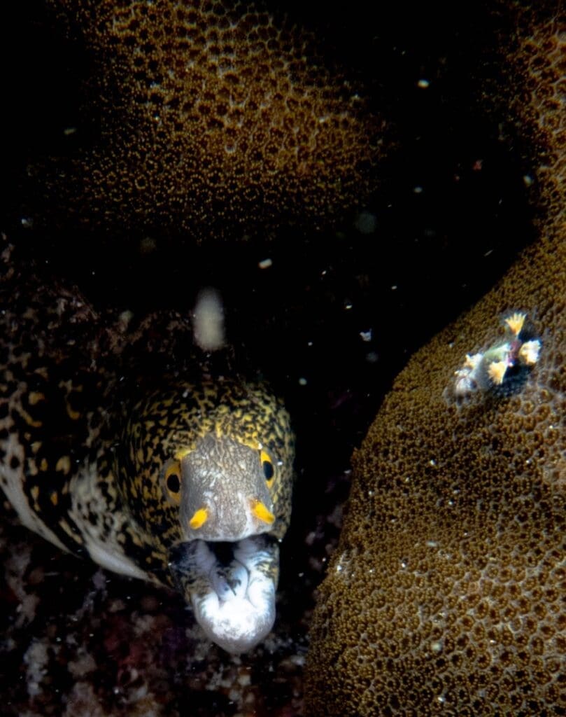 05/08/2025 Dive Log - Lobster Rock