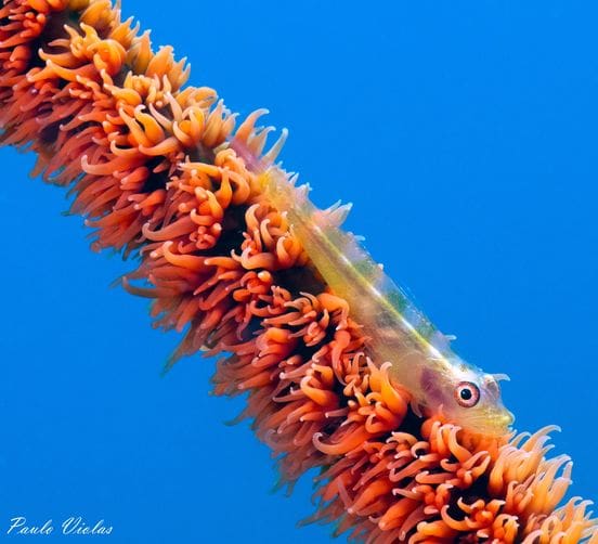 The Whip Coral Goby: A Tiny Treasure in Boracay’s Underwater World