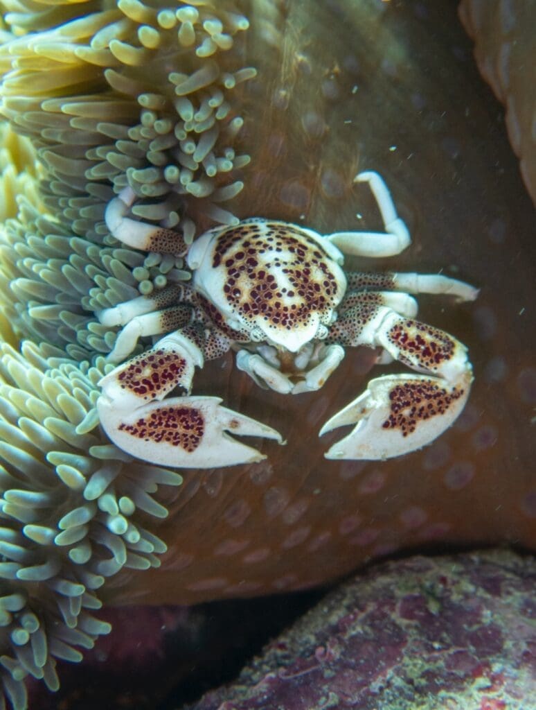 08/05/2025 Dive Log - DINIWID