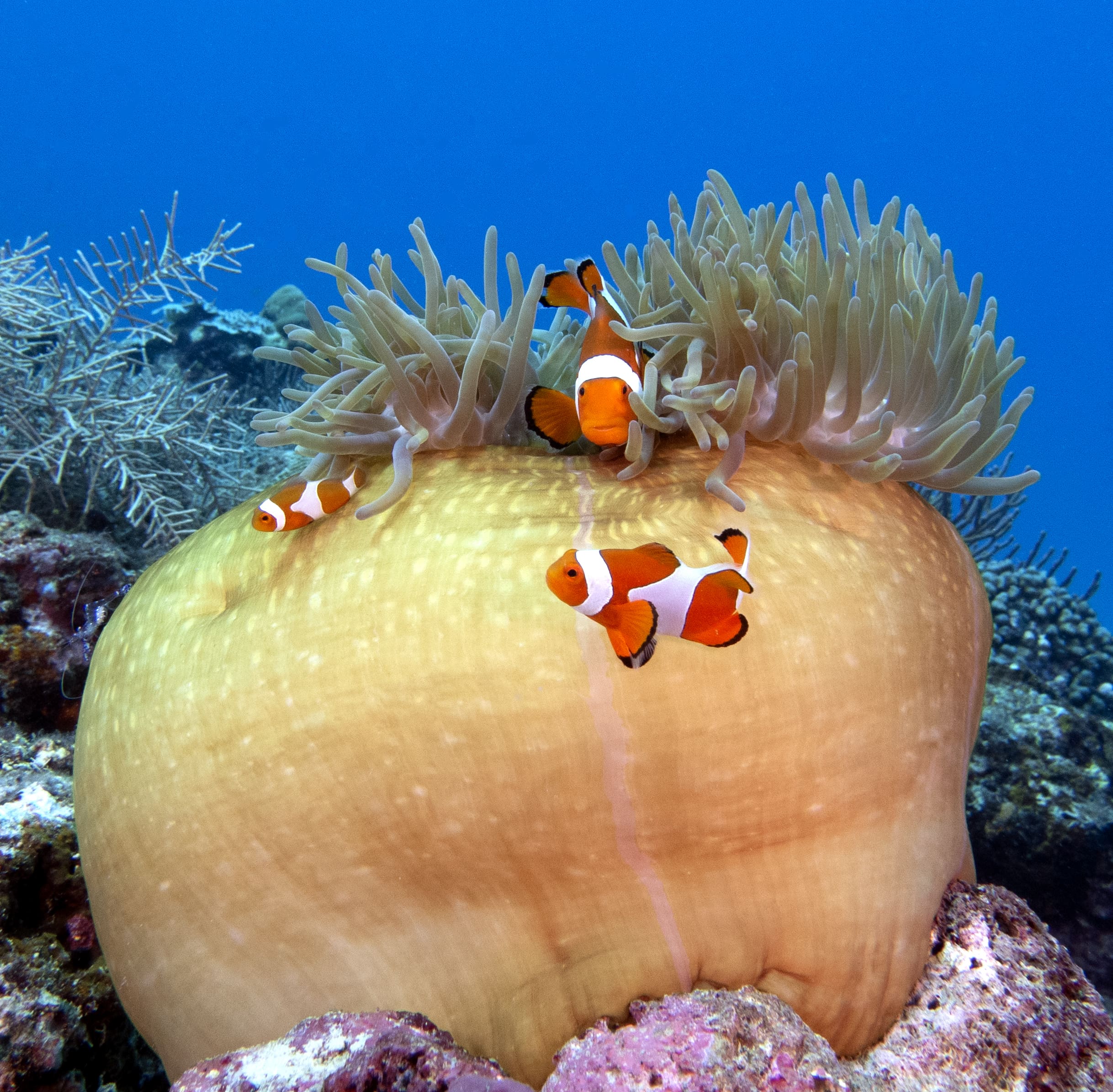 Best Time to Dive in Boracay Island (2025 Guide)