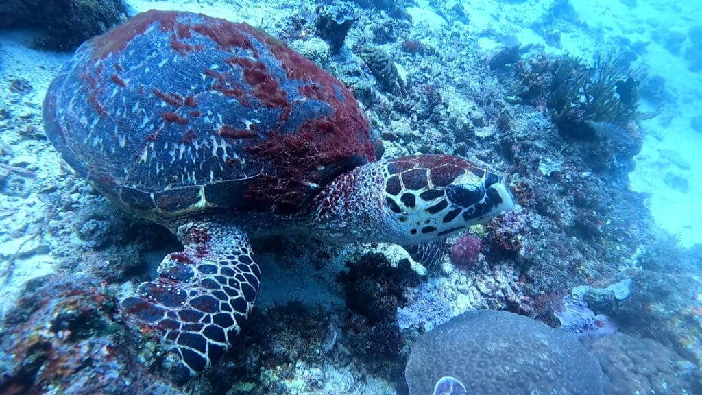 12/13/2024 Dive Log - Diniwid