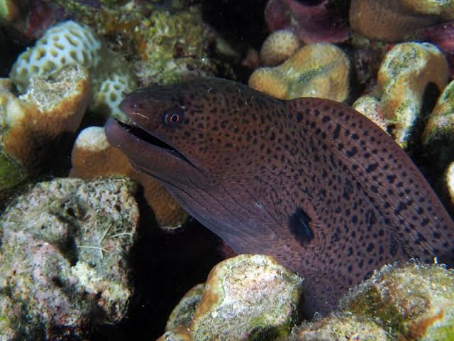 07/24/2025 Dive Log - Laguna
