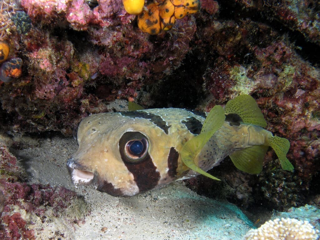 06/10/2025 Dive Log - LAGUNA