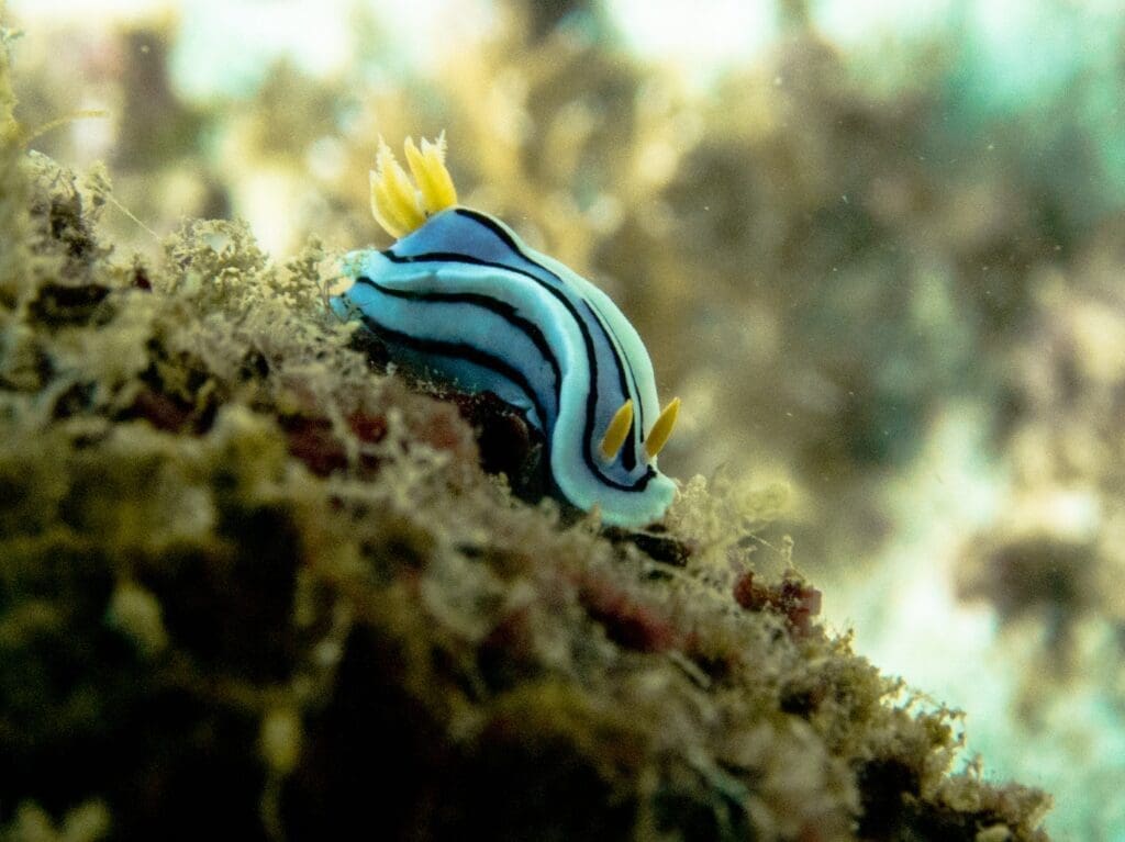 06/04/2025 Dive Log - ANGOL POINT