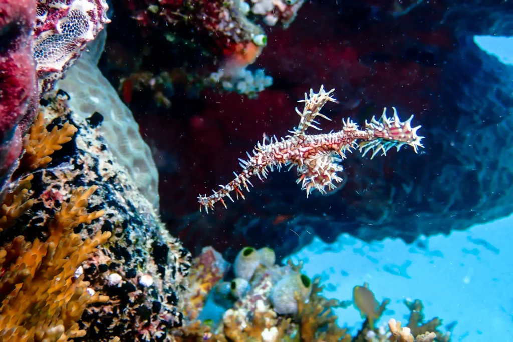 ornate ghost pipefish