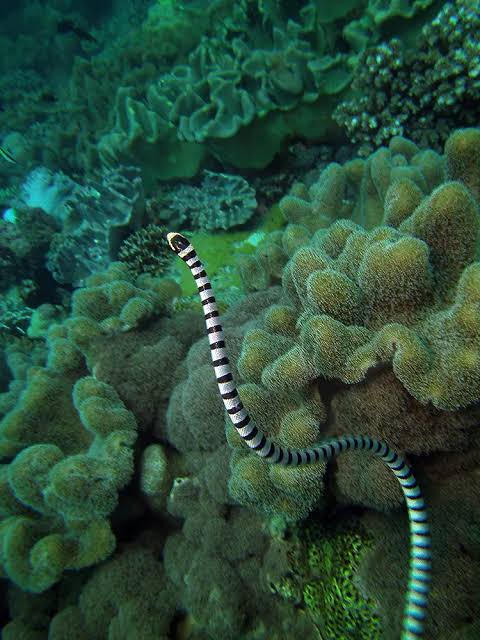 06/29/2025 Dive Log - DINIWID
