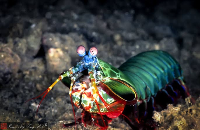06/11/2025 Dive Log - TAMBISAAN