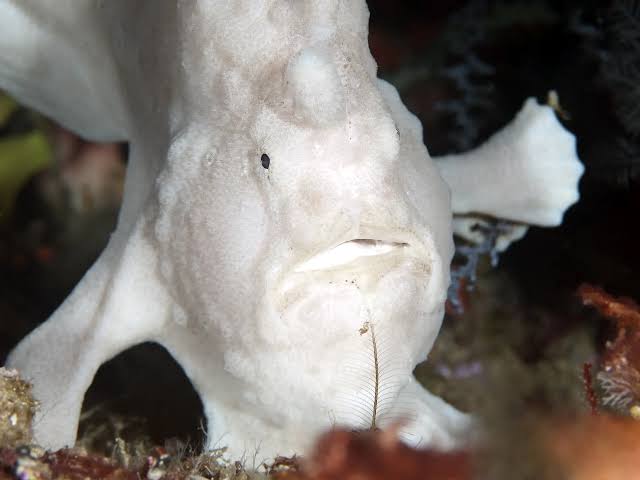 06/25/2025 Dive Log - ANGOL POINT
