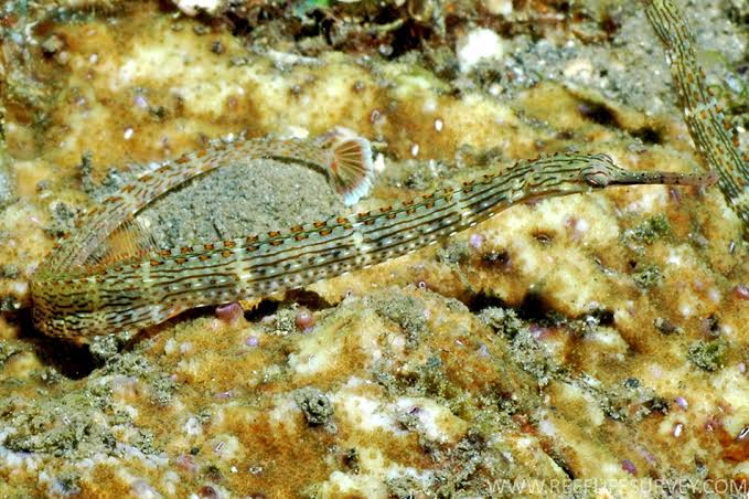 06/28/2025 Dive Log - CROCODILE