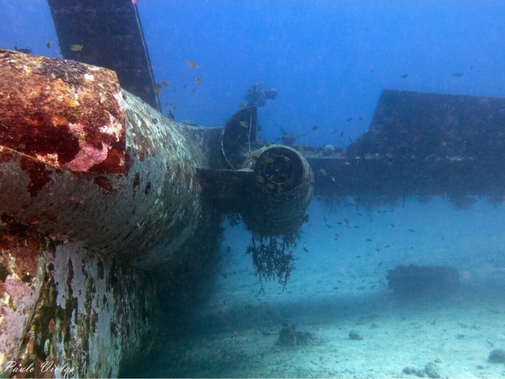 05/24/2025 Dive Log - Tri-Bird Airplane Wreck
