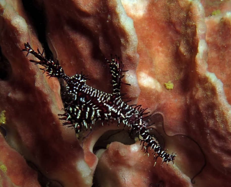 Ghost Pipefish in Boracay