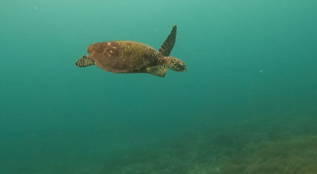 12/11/2024 Dive Log - Diniwid