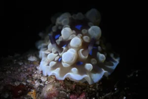 lacy nudibranch philippines