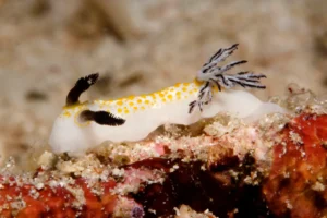 leopard nudibranch philippines