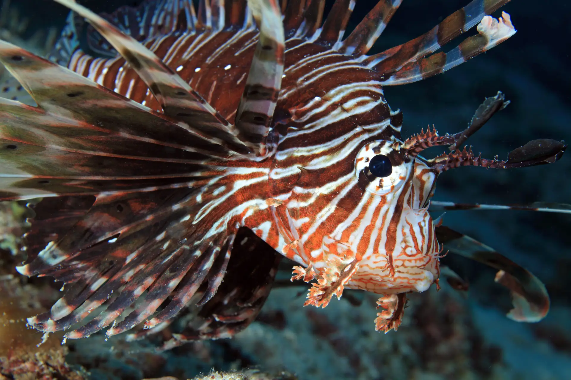 Lionfish in Boracay: Stable Population vs. Caribbean Invasion