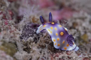 purple nudibranch