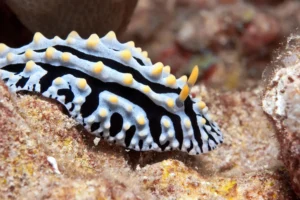 scrambled egg nudibranch philippines