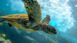 green sea turtle