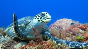 hawksbill sea turtle